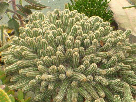 Echinopsis chamaecereus (Peanut Cactus) - World of Succulents