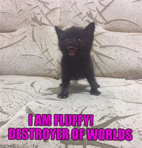 Fluffy Kittens Memes