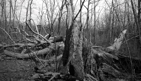 fallen white oak | Dave Bonta | Flickr