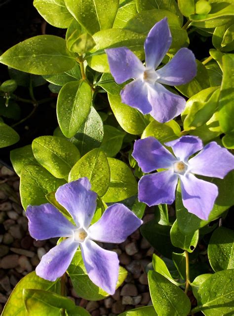 VINCA MINOR | Rainbow Plants