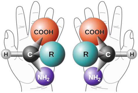 What is an Enantiomer?