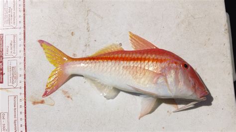 Goatfish | Fishing - Fishwrecked.com - Fishing WA. Fishing Photos & Videos