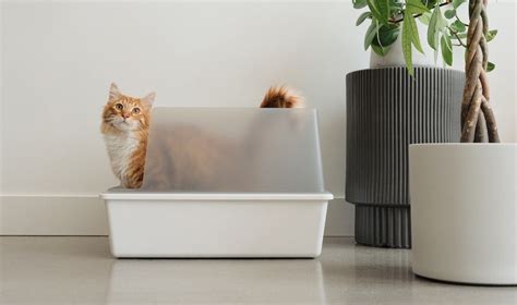 6 Best Kitten Litter Boxes in 2024 – tuft + paw