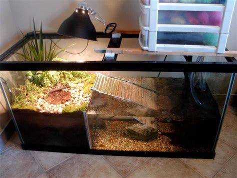 turtle terrarium ideas - Google Search | Turtle terrarium, Turtle tank ...