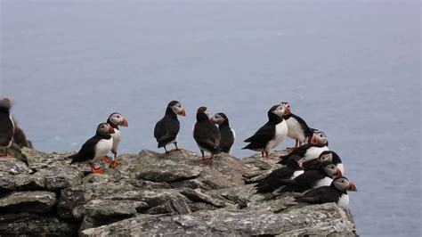 60 Seconds of Peace with the Puffins of Skellig Michael - YouTube