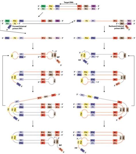 Schematic representation of the principle of Loop-Mediated Isothermal ...