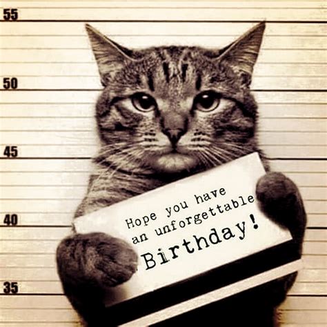 Pin by Michele Barton on memes | Happy birthday cat, Cat birthday memes, Funny happy birthday meme