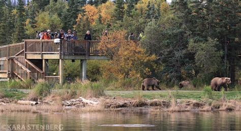 Day Tours to Brooks Falls from Anchorage | Katmai Air