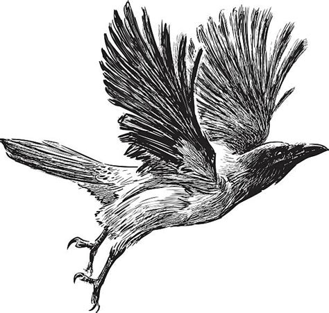 Royalty Free Crows Flying Drawings Clip Art, Vector Images & Illustrations - iStock