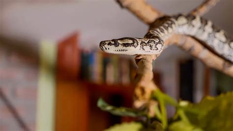 Snake shedding skin - Pet Advice Articles - Vital Pet Club