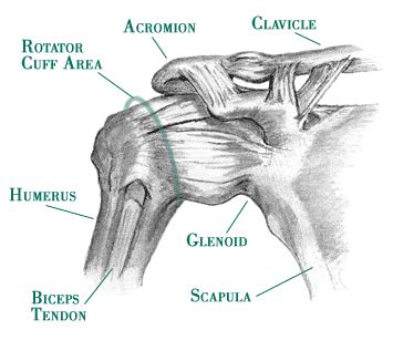 Ascent Physical Therapy: EXERCISE OF THE WEEK - Shoulder Blade Squeeze