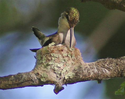 Ruby-throated Hummingbird Nest at Jamaica Bay Wildlife Refuge - 10,000 ...