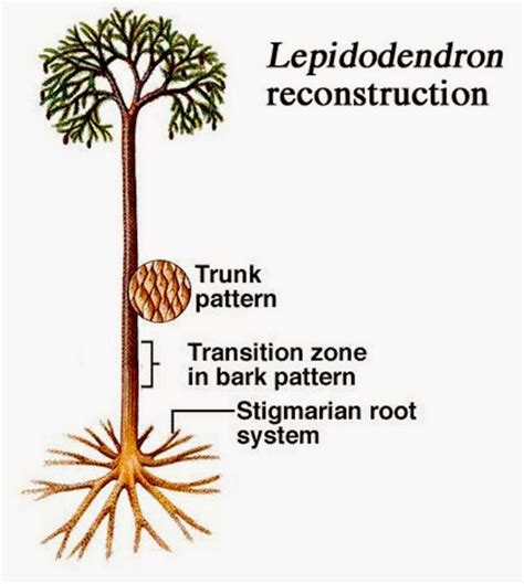 Wildfilm: Lepidodendron and Sigillaria