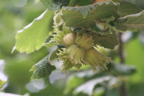 Hazelnut Propagation: A Closer Look at Growing Hazelnuts from Cuttings | West Coast Nut