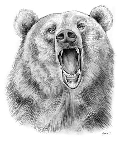 Black Bear Growling Drawing