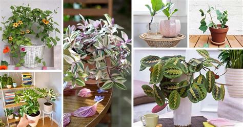 30 Beautiful Indoor Plants You Can Easily Grow from Cuttings | Decor ...