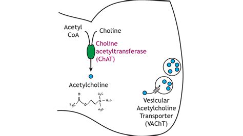 Acetylcholine Neurotransmitter Function