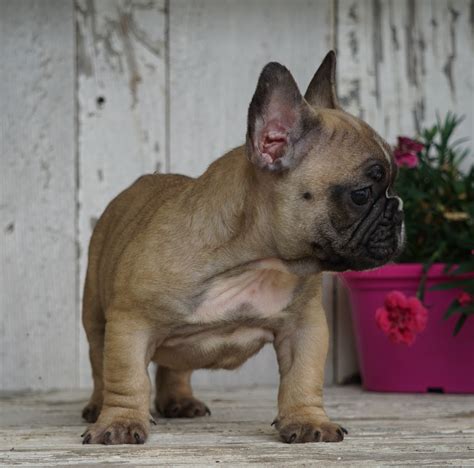 AKC Registered French Bulldog For Sale Millersburg, OH Male- Peter – AC Puppies LLC