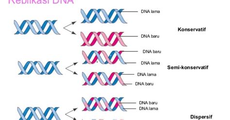 3 Model Replikasi DNA - The Power of Biology