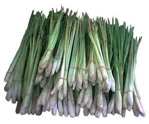 Lemon Grass or Tanglad Production - Franchise, Business and Entrepreneur