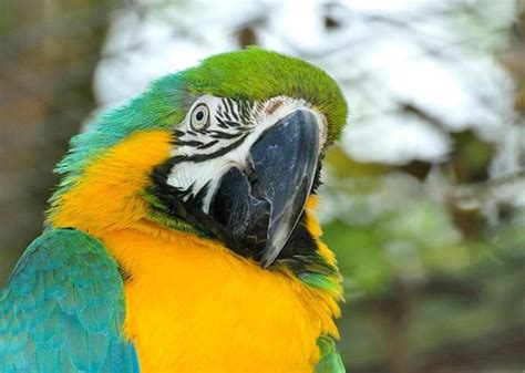 Blue-and-Yellow Macaw Sponsorship - Shepreth Wildlife Park