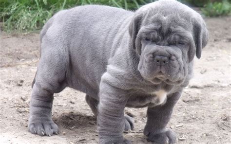 45+ Cane Corso French Mastiff Neapolitan Mastiff - l2sanpiero