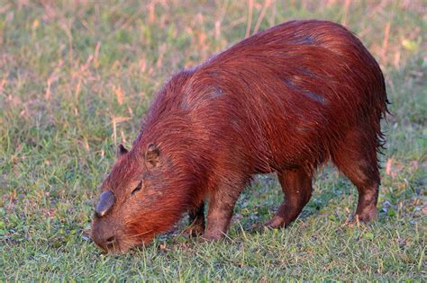 File:Capybara (Hydrochoerus hydrochaeris) alpha male.JPG - Wikimedia Commons