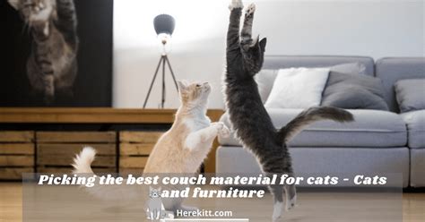 Picking The Best Couch Material For Cats - Cats And Furniture ...