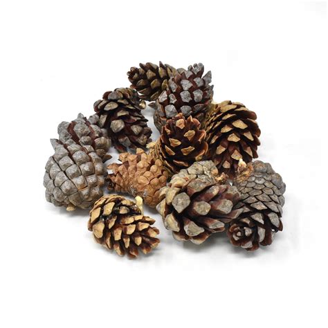 Small Natural Jack Pine Cones, Natural, 10-Piece - Walmart.com