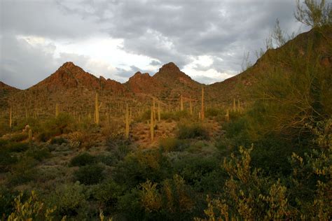 Tucson Mountains IBA - Arizona Important Bird Areas Program