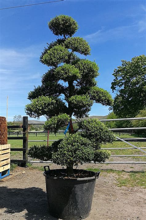 SPECIMEN ILEX CRENATA 'KINME' Cloud Topiary Tree. Japanese Holly Cloud Tree. | thepalmtreecompany