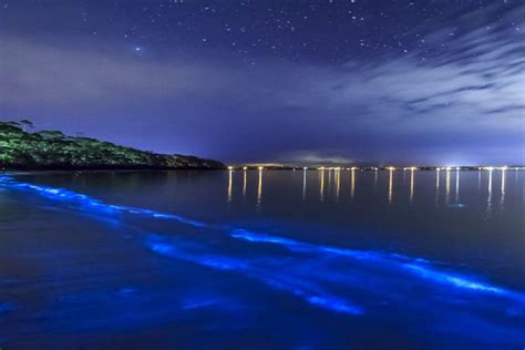 Bioluminescent Bays in Puerto Rico | Tours & Directions