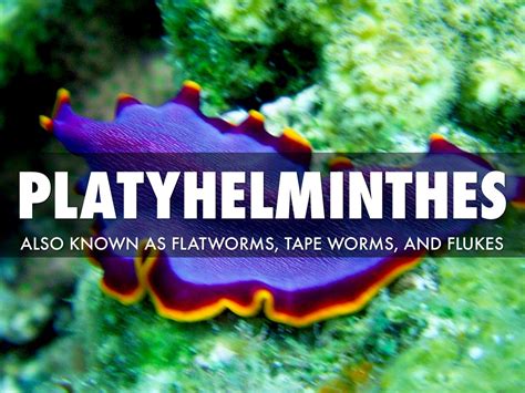 Phylum Platyhelminthes: General Characteristics and Classification ...