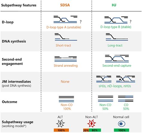 Frontiers | Homologous Recombination Subpathways: A Tangle to Resolve