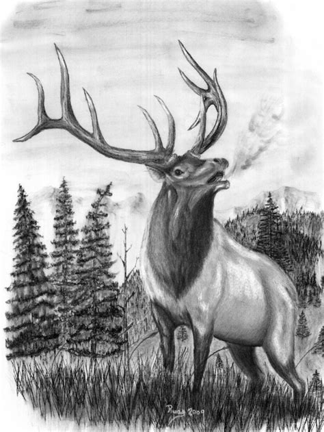 Elk Pencil Drawings at PaintingValley.com | Explore collection of Elk Pencil Drawings