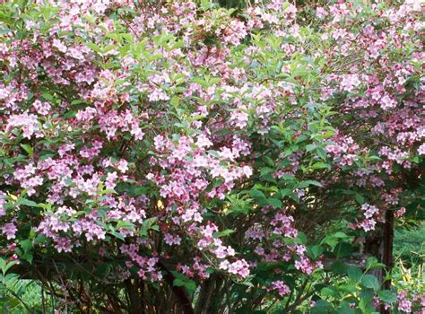 10 Low-Maintenance Small Shrubs for the Front of Your House