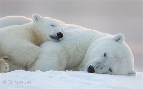 Polar Bear Mother and Cub Sleeping in the Snow - Photorator