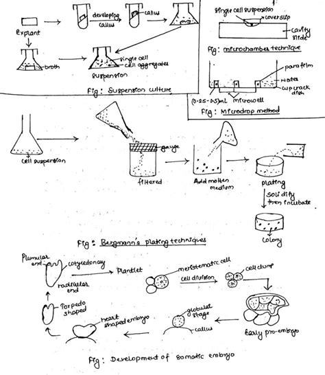 Types of plant tissue culture - Online Biology Notes