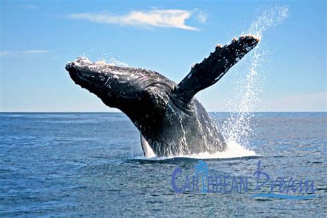 Whale Watching in Samana by Bus | Punta Cana Tours - YouTube