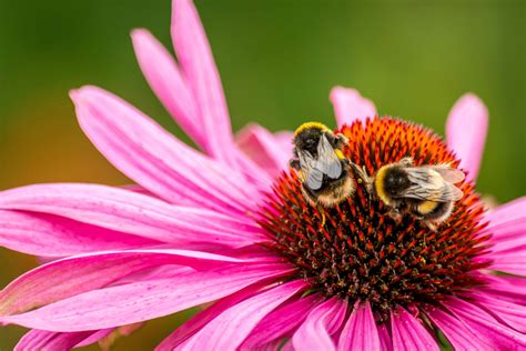 Kostenlose Bild: Pollen, Bienen, Natur, Garten, Sommer, Insekten, Makro, Blume