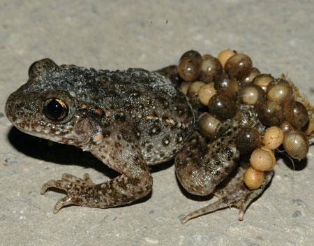 Midwife Toad – Alytes obstreticans - Amphibians