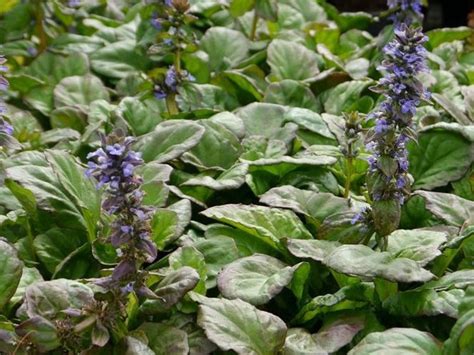 Ajuga - Plants for Spaces