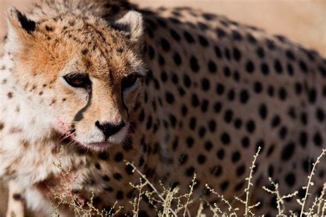 DOE proposes $375,000 budget for cheetah conservation - Tehran Times