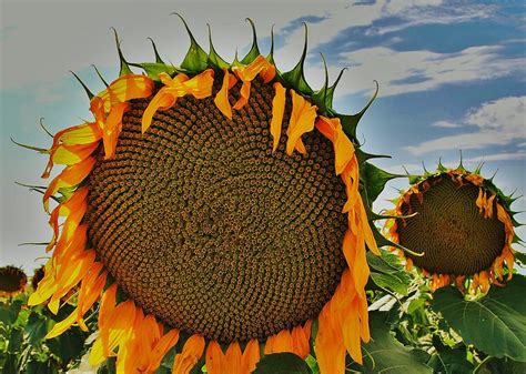 Sunflower, Kansas State Flower Photograph by Greg Rud - Fine Art America