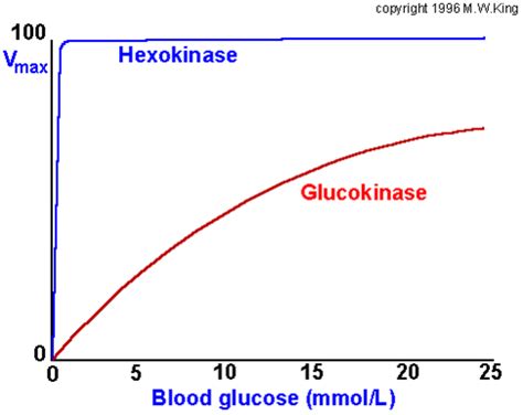 World of Biochemistry (blog about biochemistry): Glycolysis (enzymes of the preparatory phase)