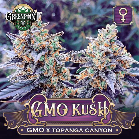 GMO Kush Cannabis Seeds | Greenpoint Seeds - Colorado