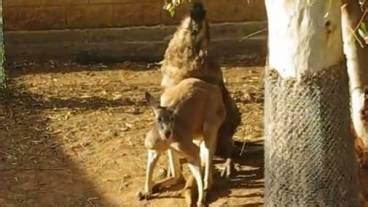 Kangaroo vs. Emu: Fight! | RTM - RightThisMinute