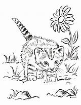 Detailed Cat Coloring Pages At GetColoringscom  Free Printable sketch template