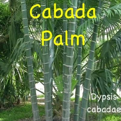 Polynesian Produce Stand : ~CABADA PALM~ Tree Dypsis cabadae Bamboo Stemmed 8-12+inch Seedling ...