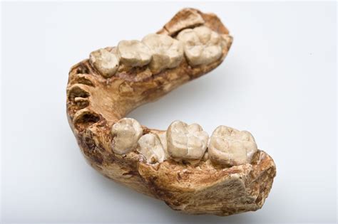 Australopithecus Robustus Teeth